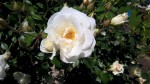Weiße Rosen am 1.6.2016