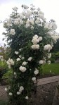 Weiße Rosen am 3.6.2016