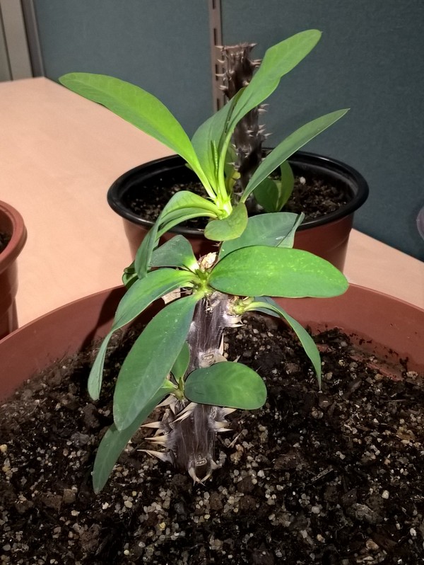 Euphorbia Milii aus Thailand (weiße Blüte)